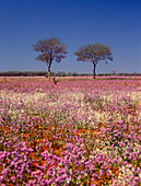 Blühende Wüste, Wildblumen, Australien