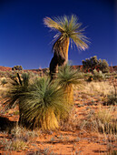 Grasbaum in der Wüste, Australien