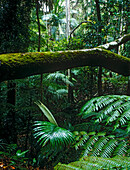 Rainforest, Lamington National Park, Queensland, Australia