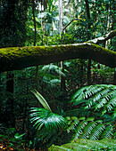 Regenwald, Lamington National Park, Queensland, Australien