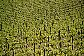 Vineyard, Grape Vines