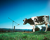 Cow Standing by Microphone, Gippsland, Victoria, Australia