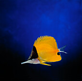Long-nosed Butterfly Fish