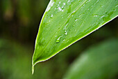 Leaf, Close-up