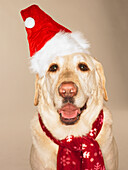 Porträt eines Labrador Retrievers mit Weihnachtsmannmütze und -schal