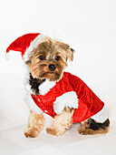 Porträt eines Yorkshire Terriers mit Weihnachtsmannmütze und -mantel