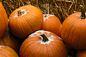 Frost Covered Pumpkins