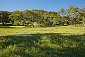 Landschaftliche Ansicht von Feld und Bäumen, Paso Roble, Kalifornien, USA