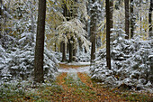 Snow on Footpath through Beech Forest with European Beech (Fagus sylvatica) in Autumn, Upper Palatinate, Bavaria, Germany