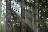 Sonnenstrahlen durch Fichtenwald (Picea abies), Oberpfalz, Bayern, Deutschland