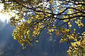 Nahaufnahme von Stieleiche (Quercus robur) Zweigen im Herbstlaub, Neumarkt, Oberpfalz, Bayern, Deutschland