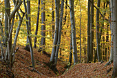 Rotbuche (Fagus sylvatica) Wald im Herbstlaub, Oberpfalz, Bayern, Deutschland