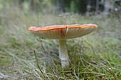 Nahaufnahme von Fliegenpilz (Amanita muscaria) auf Waldboden, Neumarkt, Oberpfalz, Bayern, Deutschland