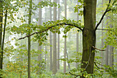 European Beech (Fagus sylvatica) Tree in Forest, Upper Palatinate, Bavaria, Germany