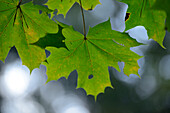 Close-up of Maple (Acer) Leaves, Upper Palatinate, Bavaria, Germany