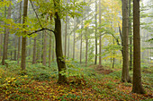 Rotbuchenwald (Fagus sylvatica) im Herbst, Oberpfalz, Bayern, Deutschland