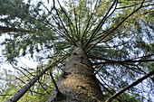 Blick auf Fichte (Picea abies) Baumstamm, Oberpfalz, Bayern, Deutschland
