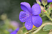Close-up of Princess Plant (Tibouchina urvilleana) Flower, Bavaria, Germany