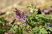 Close-Up of Corydalis Cava in Early Springtime, Oberpfalz, Bavaria, Germany