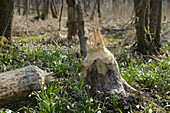 Baumstammschnitt von Bibern und Leucojum Vernum im zeitigen Frühjahr, Oberpfalz, Bayern, Deutschland
