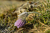 Nahaufnahme von Pulsatilla Vulgaris, Paschalblume, Oberpfalz, Bayern, Deutschland