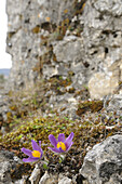 Nahaufnahme von Pulsatilla vulgaris, Wiesenschaumkraut, Oberpfalz, Bayern, Deutschland