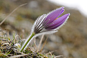 Nahaufnahme von Pulsatilla vulgaris, Wiesenschaumkraut, Oberpfalz, Bayern, Deutschland