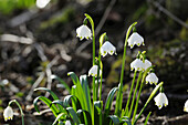 Leucojum Vernum, Frühlingsschneeflocke, Oberpfalz, Bayern, Deutschland