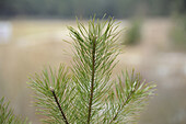 Close-Up of Scots Pine, Oberpfalz, Bavaria, Germany