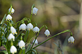 Leucojum Vernum, Spring Snowflake, Oberpfalz, Bavaria, Germany