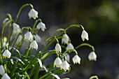 Leucojum Vernum, Spring Snowflake, Oberpfalz, Bavaria, Germany