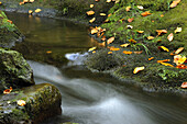 Waldbach im Herbst, Nationalpark Bayerischer Wald, Bayerischer Wald, Bayern, Deutschland