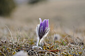 Blüte einer Pulsatilla (Pulsatilla vulgaris) im Grünland im zeitigen Frühjahr in Bayern, Deutschland