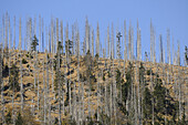 Landscape of dead trees fallen by bark beetles in autumn in the Bavarian forest, Bavaria, Germany