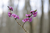 Mezereon (Daphne mezereum) blossoms in a forest in early Spring, Bavaria, Germany
