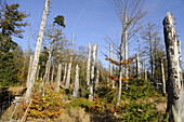 Landschaft mit abgestorbenen, von Borkenkäfern befallenen Bäumen im Herbst im Bayerischen Wald, Bayern, Deutschland.