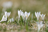 Frühlingskrokus oder Riesenkrokus (Crocus vernus) im Grasland im zeitigen Frühjahr, Steiermark, Österreich.