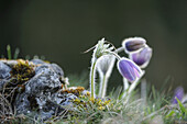 Blüten einer Pulsatilla (Pulsatilla vulgaris) im Grünland im zeitigen Frühjahr in der Oberpfalz, Bayern, Deutschland, Europa.