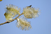 Ein Detail von Kopfweiden (Salix) im Frühling, Bayern, Deutschland
