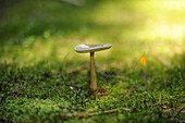 Nahaufnahme des Wald-Greiskrauts (Amanita fulva) auf Waldboden im Herbst, Oberpfalz, Bayern, Deutschland.