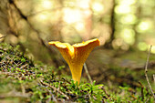 Goldener Pfifferling (Cantharellus cibarius) wächst aus dem Moos im Herbst, Oberpfalz, Bayern, Deutschland.