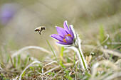 Europäische Honigbiene fliegt zu einer Blüte der Pulsatilla (Pulsatilla vulgaris) im Grünland im zeitigen Frühjahr in der Oberpfalz, Bayern, Deutschland, Europa.