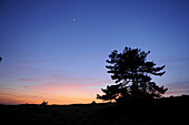 Landschaft mit einer Waldkiefer (Pinus sylvestris) bei Sonnenuntergang, Bayern, Deutschland.