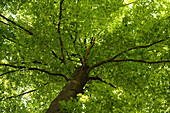 European Beech or Common Beech (Fagus sylvatica) tree in early summer, Bavaria, Germany.