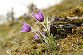 Blüten einer Pulsatilla (Pulsatilla vulgaris) im Grünland im zeitigen Frühjahr in der Oberpfalz, Bayern, Deutschland