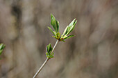 Knospen eines Gewöhnlichen Flieders (Syringa vulgaris) im zeitigen Frühjahr, Bayern, Deutschland.