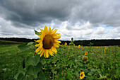 Blüte einer Sonnenblume (Helianthus annuus), Bayern, Deutschland.