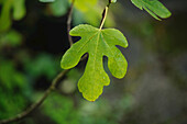 Leaves of a common fig (Ficus carica) in summer, Bavaria, Germany.