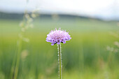 Close-up of Field Scabious (Knautia arvensis) in a meadow in summer, Upper Palatinate, Bavaria, Germany