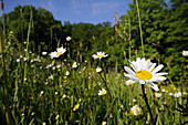 Landscape of a flower meadow with lots of oxeye daisy (Leucanthemum vulgare) in early summer, Upper Palatinate, Bavaria, Germany.